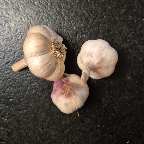 Knoblauch