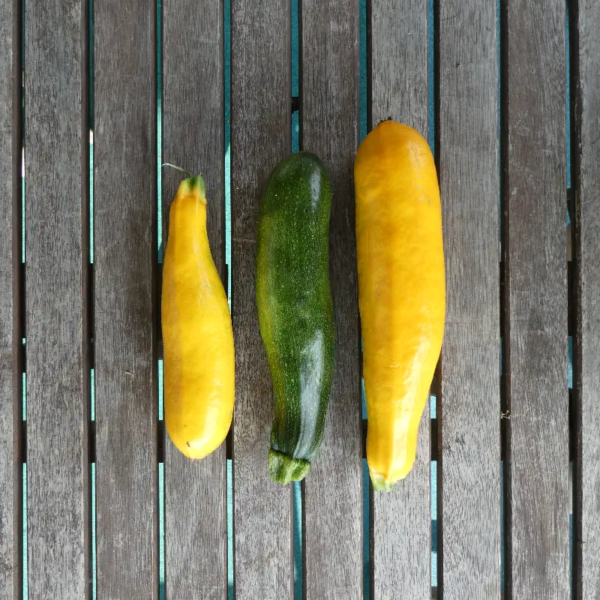 Zucchini