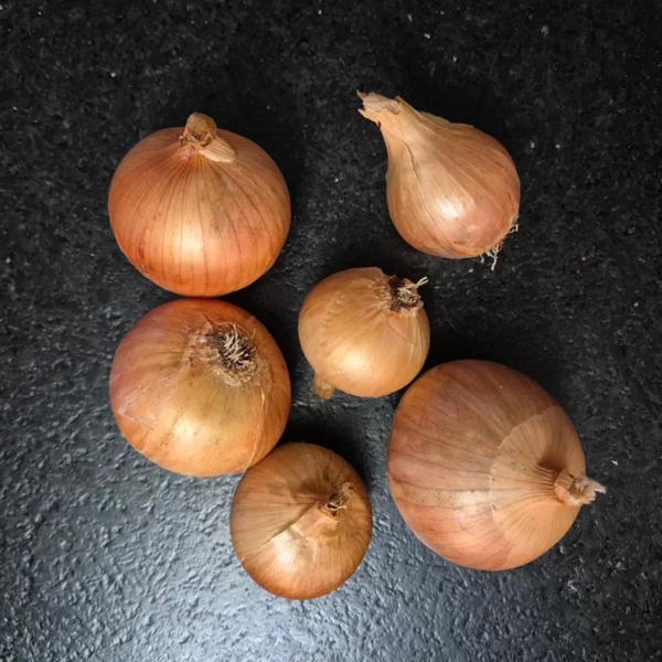 Zwiebel